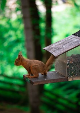 Red Squirrel Feeding Time