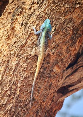 Colorful lizard