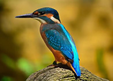 Kingfisher close up