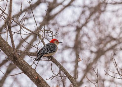 RedBellied Woodpecker