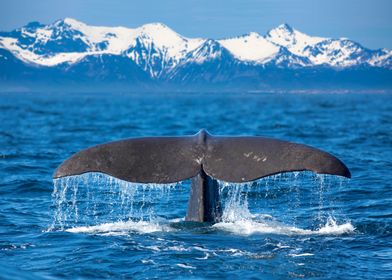 Whale Flukes And Mountains