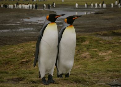 Penguins in Antarctica