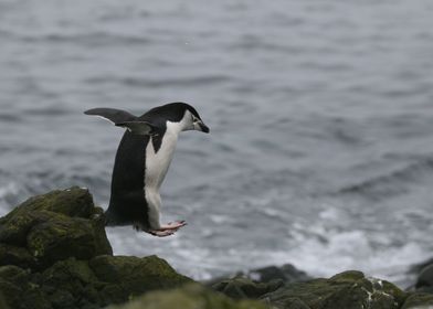 Jumping Penguin