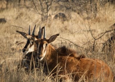 Nature in South Africa