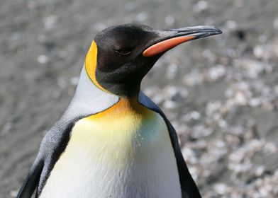 Penguin Up Close