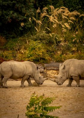 Rhinoceros Face Off