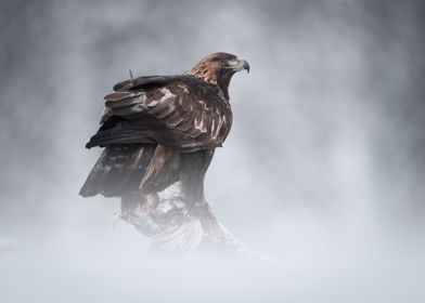Watchful Brown Eagle Mist