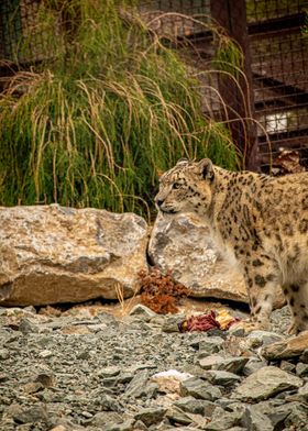 Snow Leopard