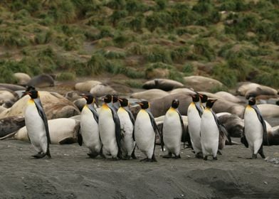 Happy Penguin Line