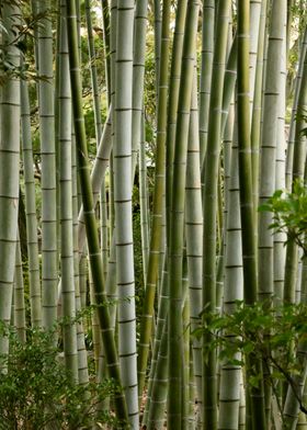 Green Bamboo