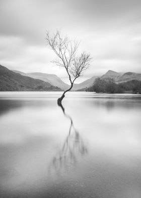 The Lone Tree