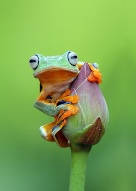 Green Tree Frog and Flower