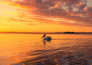 Pelican Golden Lake