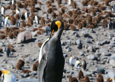 Majestic Penguin