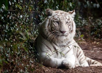 Laying Tiger