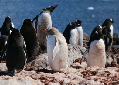 Penguin Waddle