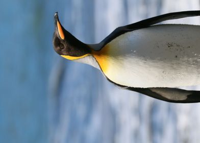 Standing Penguin