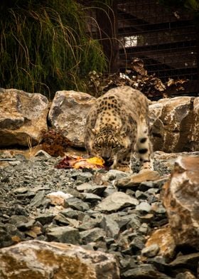 Snow Leopard 