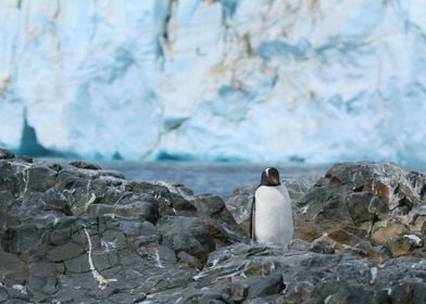 Penguin on Ice