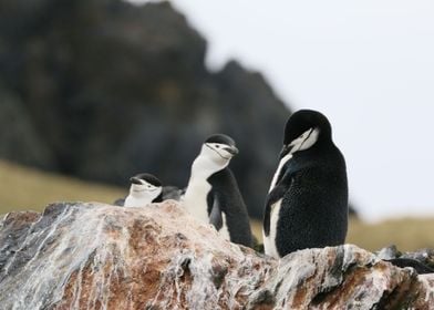 Happy Penguins