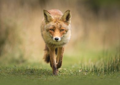 Walking Vixen Red Fox