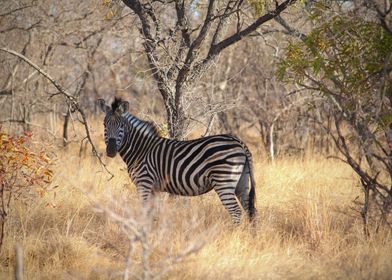 Zebra in South Africa