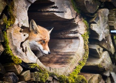 Red Fox In Mossy Log Den