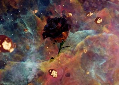 Rose from infinity