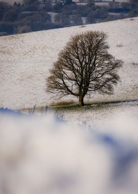 Lonely tree