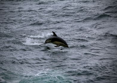 Dolphin in Antarctica