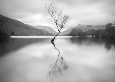 The Lone Tree