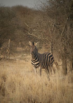 Zebra in South Africa