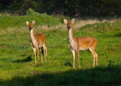 Barasingha Swamp Deers