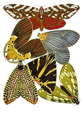 15 Vintage Papillons