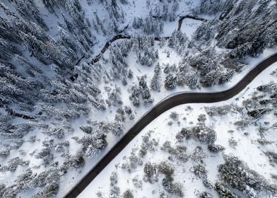 Trees in the snow