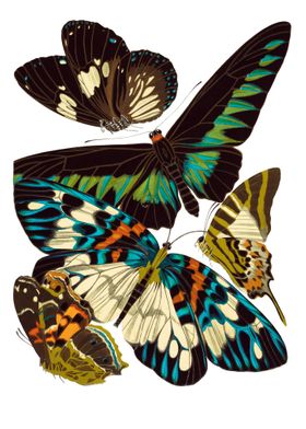 14 Vintage Papillons