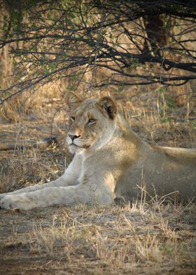 Lioness in South Africa