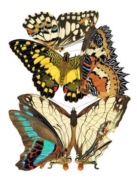 12 Vintage Papillons