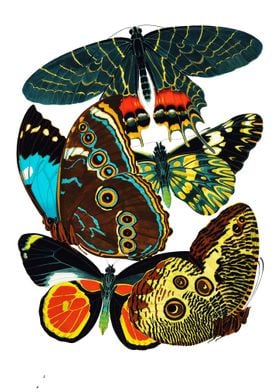 13 Vintage Papillons