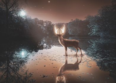 deer in the night