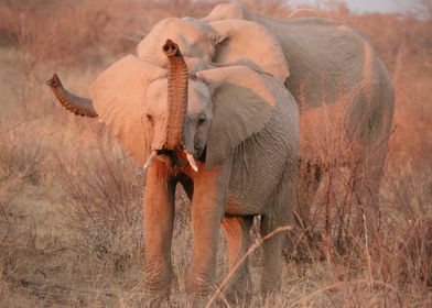 Elephants at Sunset