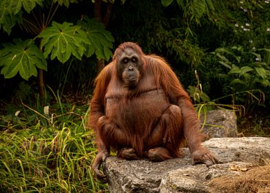 Orange Orangutan