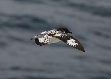 Bird in Antarctica