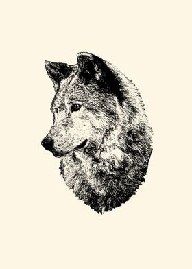 Wolf portrait