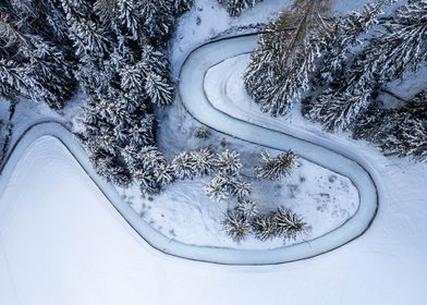 Winter trees from top