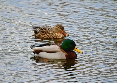 Duck Couple Displate