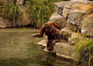 Orangutan at Dublin Zoo