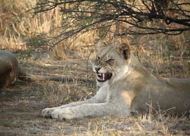 Lioness growling 