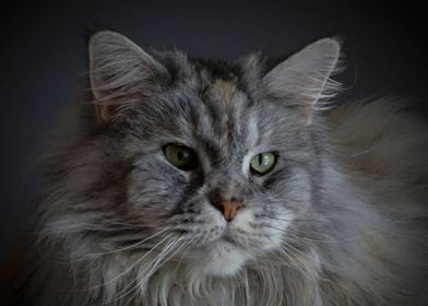 Animals Maine Coon Cat