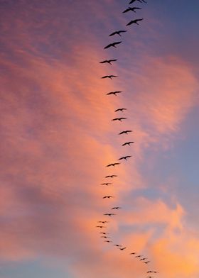 The Crane Migration